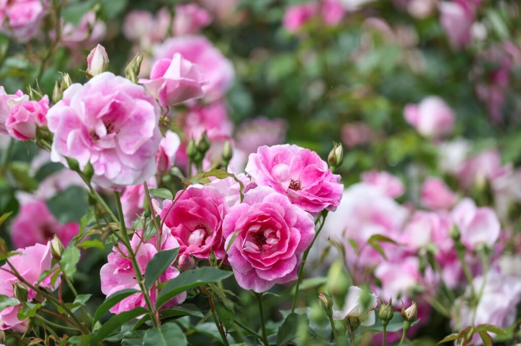 Rose garden Trieste