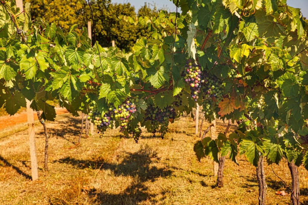 Vino locale nelle osmize di Trieste